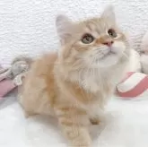 サイベリアン