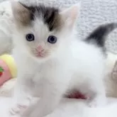 メインクーン