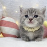 ミヌエット(短足)