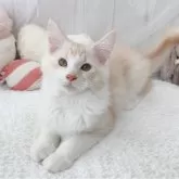 メインクーン