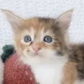 メインクーン