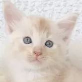 メインクーン