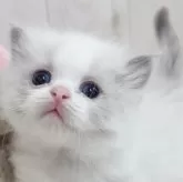 ラグドール【大阪府・男の子・2025年8月7日・ブルーポイントバイカラー】の写真5