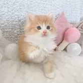 サイベリアン【大阪府・男の子・2025年2月10日・レッドタビー&ホワイト】の写真2