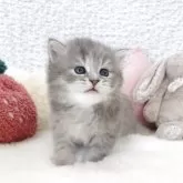 サイベリアン【大阪府・女の子・2025年5月29日・ブルータビー】の写真2