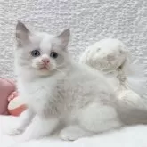 ラグドール【大阪府・男の子・2025年8月7日・ブルーポイントバイカラー】の写真3