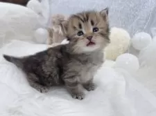 サイベリアン【大阪府・男の子・2025年1月23日・ブラウンタビー】の写真4