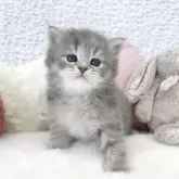 サイベリアン【大阪府・女の子・2025年5月29日・ブルータビー】の写真4