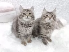 サイベリアン【大阪府・男の子・2025年1月23日・ブラウンタビー】の写真5