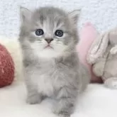 サイベリアン【大阪府・女の子・2025年5月29日・ブルータビー】の写真6