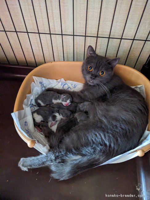 初めての子育て中です。｜吉川　典子(よしかわ　のりこ)ブリーダー(群馬県・ブリティッシュショートヘアなど・ICC登録)の紹介写真1