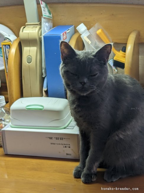 吉川　典子(よしかわ　のりこ)ブリーダー(群馬県・ブリティッシュショートヘアなど・ICC登録)の紹介写真2