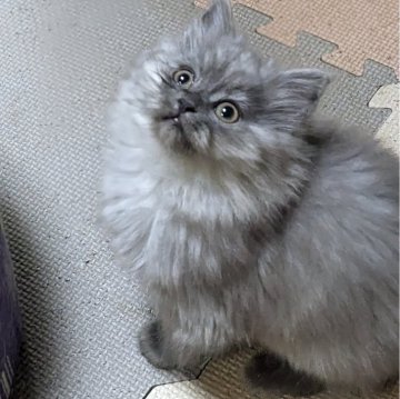 サイベリアン【群馬県・男の子・2024年12月15日・ブルータビー】の写真「甘えん坊な元気な男の子です。」