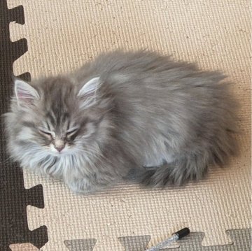 サイベリアン【群馬県・女の子・2024年12月15日・ブルータビー】の写真「ブルータビーの綺麗な女の子です」