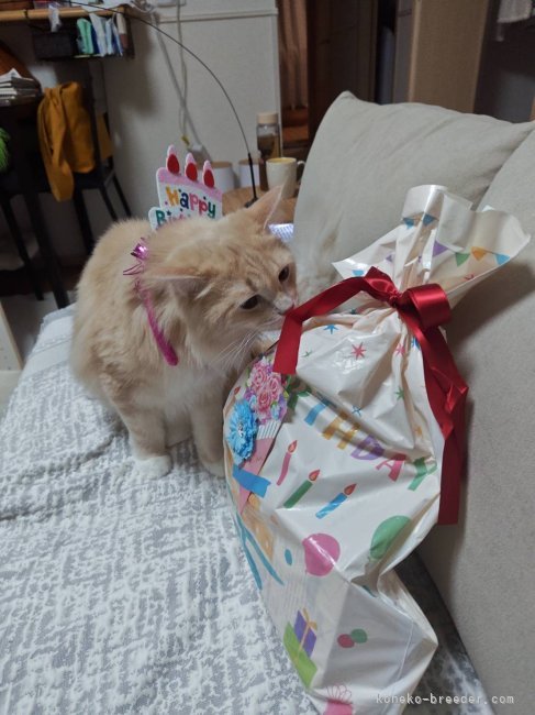 藤原富美栄ブリーダーのブログ：１歳のお誕生日🎂おめでとう🎉