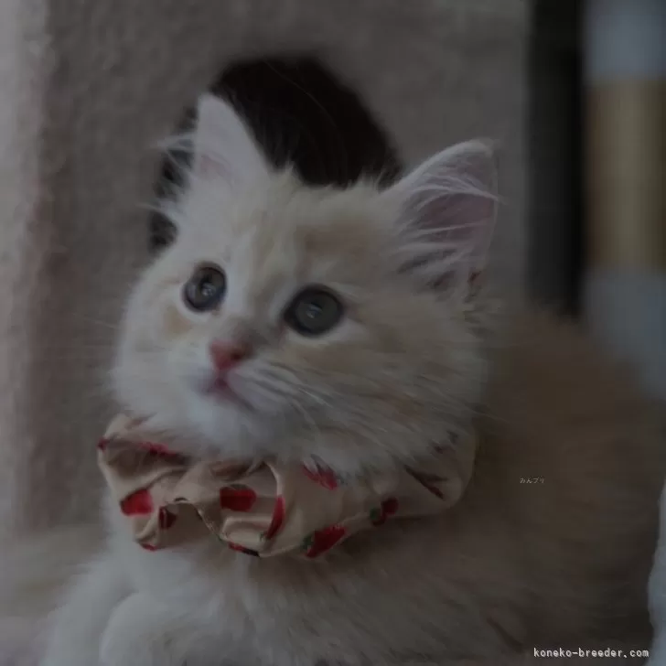 K.T 様のお迎えした子猫