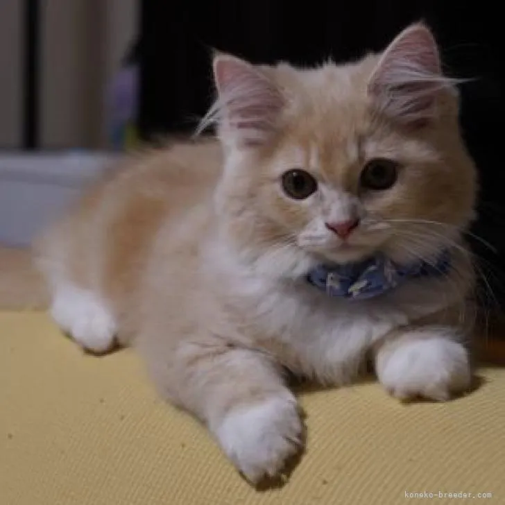 ID:2206-02143の子猫