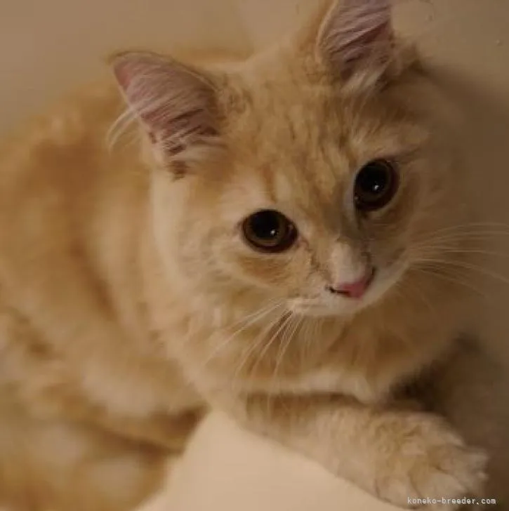 ID:2206-02135の子猫