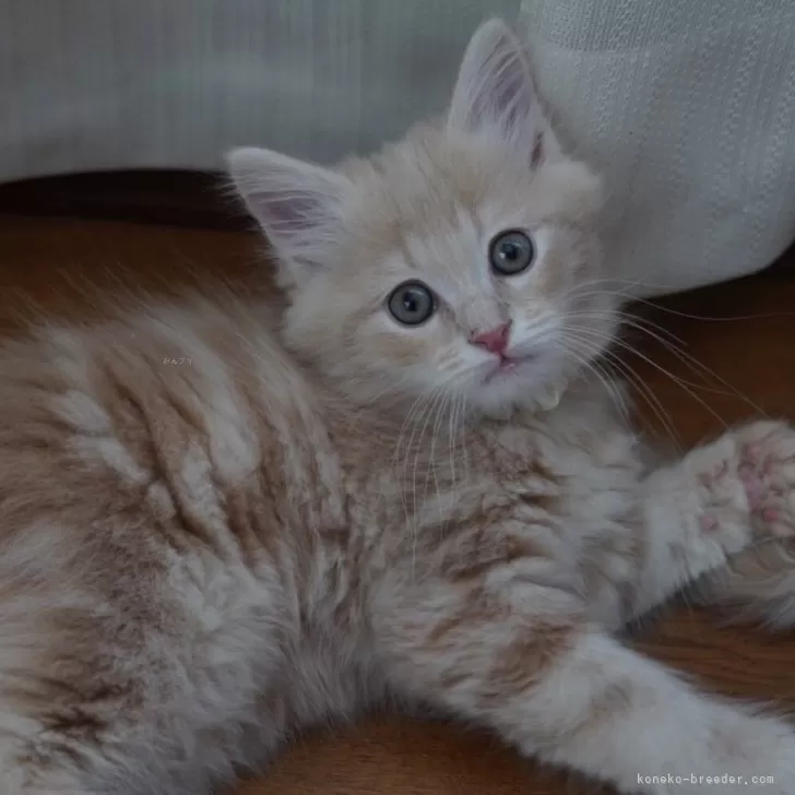 ID：2403-00712の子猫