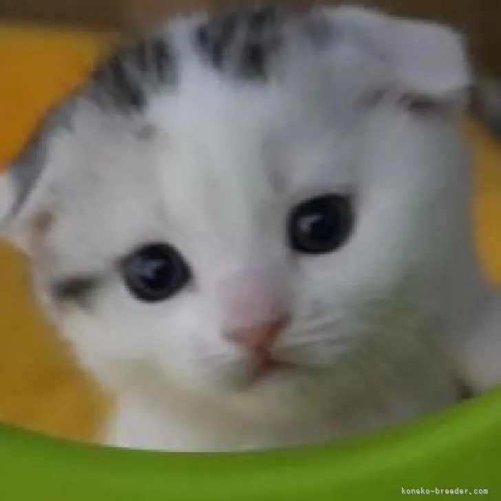 マサ 様のお迎えした子猫