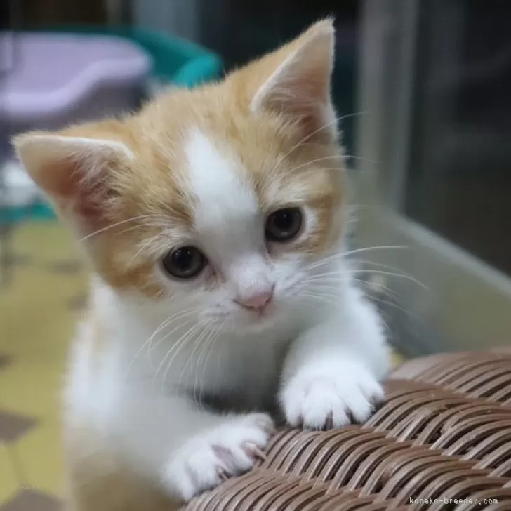 ID:2411-01056の子猫