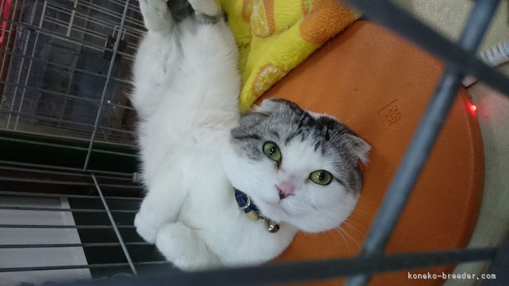 スコティッシュフォールド【・男の子・2016年7月10日・シルバータビー&amp;ホワイト】「のんびりなのんちゃん！」