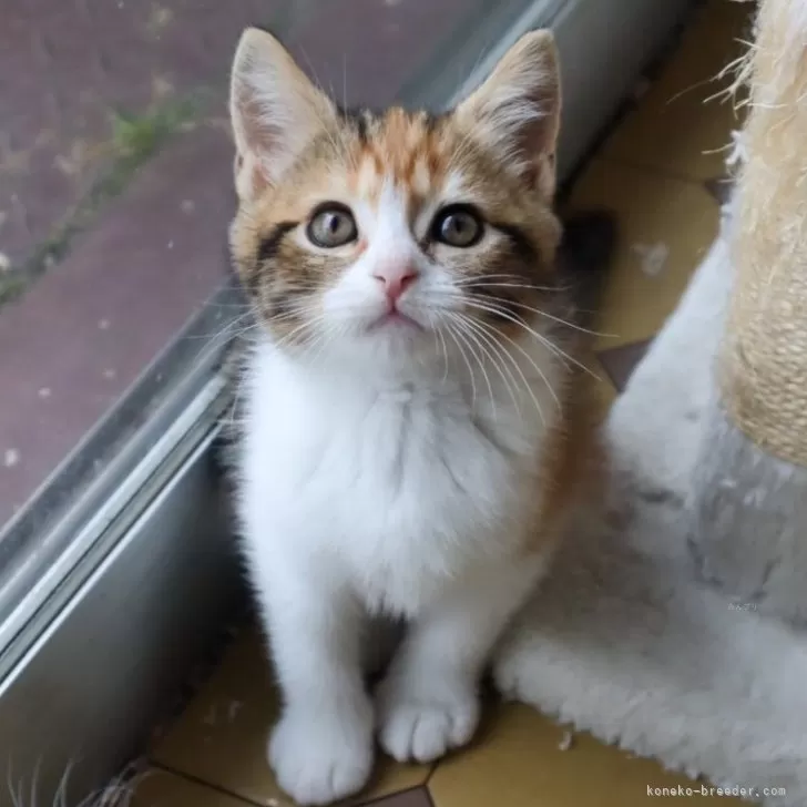 ID：2504-01056の子猫