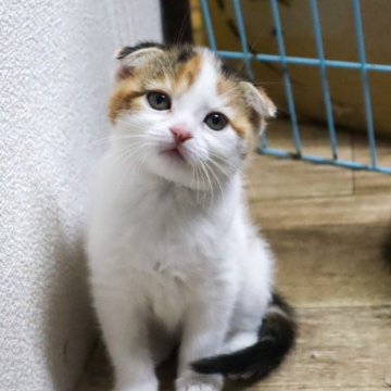 スコティッシュフォールド(折れ耳)【滋賀県・女の子・2025年1月14日・キャリコ】の写真「三毛柄でました！
めちゃくちゃかわいいです。」