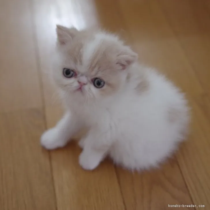 ID:2306-02308の子猫
