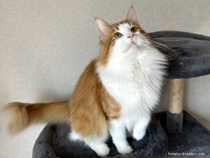 父親の写真｜小野崎　直美(おのざき　なおみ)ブリーダー(千葉県・サイベリアン・ACC登録)の紹介写真2