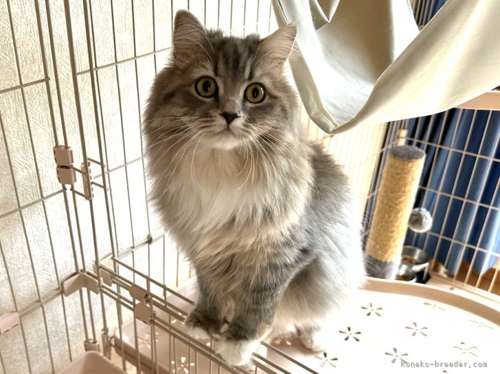 母猫の写真｜小野崎　直美(おのざき　なおみ)ブリーダー(千葉県・サイベリアン・ACC登録)の紹介写真3