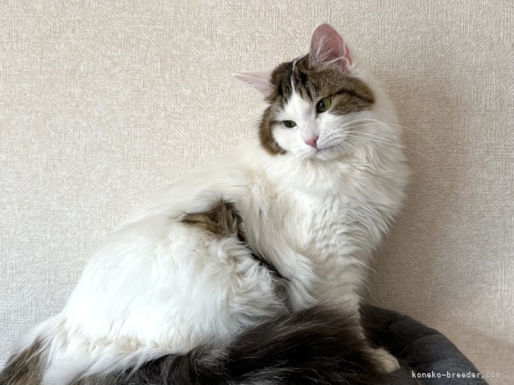 母猫の写真｜小野崎　直美(おのざき　なおみ)ブリーダー(千葉県・サイベリアン・ACC登録)の紹介写真4