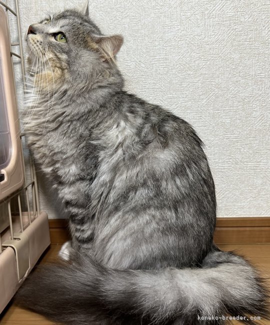 父猫の写真｜小野崎　直美(おのざき　なおみ)ブリーダー(千葉県・サイベリアン・ACC登録)の紹介写真5