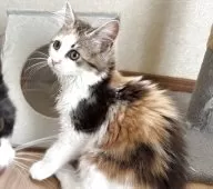 サイベリアン【千葉県・女の子・2025年4月3日・キャリコ】の写真12