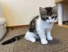 サイベリアン【千葉県・女の子・2025年7月3日・ブラウンマッカレルタビー&ホワイト】の写真12