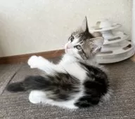 サイベリアン【千葉県・女の子・2025年7月3日・ブラウンマッカレルタビー&ホワイト】の写真9