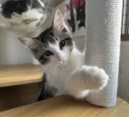 サイベリアン【千葉県・女の子・2025年7月3日・ブラウンマッカレルタビー&ホワイト】の写真5