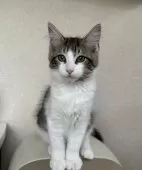 サイベリアン【千葉県・女の子・2025年7月3日・ブラウンマッカレルタビー&ホワイト】の写真4