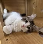 サイベリアン【千葉県・女の子・2025年7月3日・ブラウンマッカレルタビー&ホワイト】の写真7