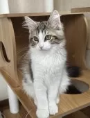 サイベリアン【千葉県・女の子・2025年7月3日・ブラウンマッカレルタビー&ホワイト】の写真5