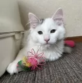 サイベリアン【千葉県・男の子・2025年7月3日・シルバータビー&ホワイトバン】の写真6