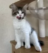 サイベリアン【千葉県・女の子・2025年7月3日・ブラウンマッカレルタビー&ホワイト】の写真8