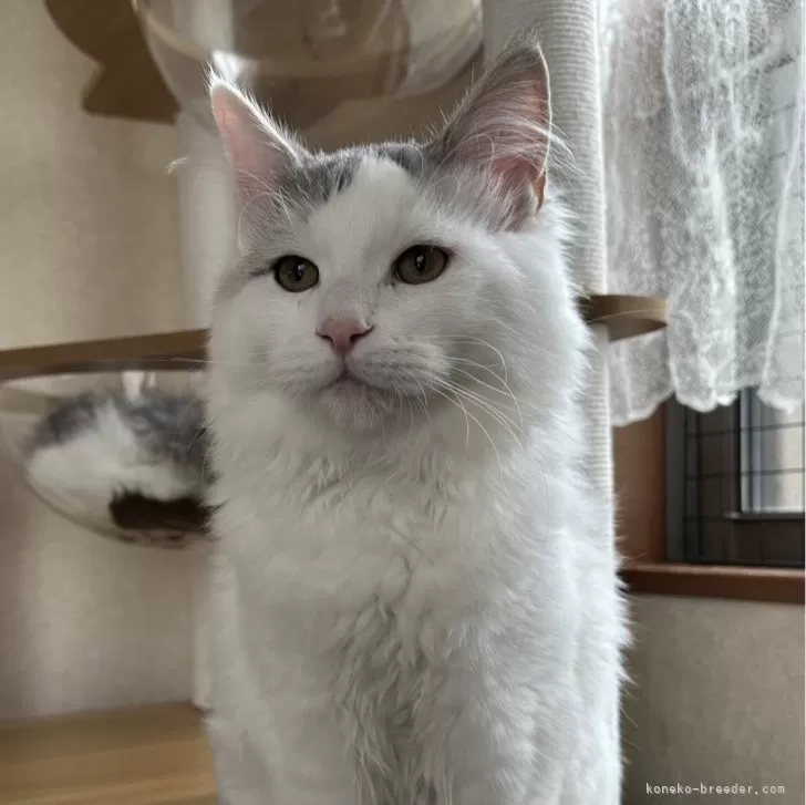 サイベリアン【千葉県・男の子・2025年7月3日・シルバーマッカレルタビー&amp;ホワイト】の写真1