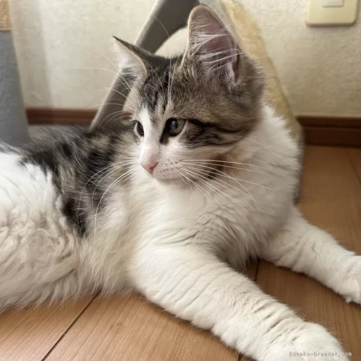 サイベリアン【千葉県・女の子・2025年7月3日・ブラウンマッカレルタビー&amp;ホワイト】の写真1