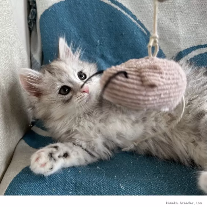 まさみ 様のお迎えした子猫