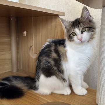 サイベリアン【千葉県・女の子・2025年7月3日・ブラウンマッカレルタビー&ホワイト（フワサラ）】の写真「ちょっとおてんば女の子😊後をついてきます。」