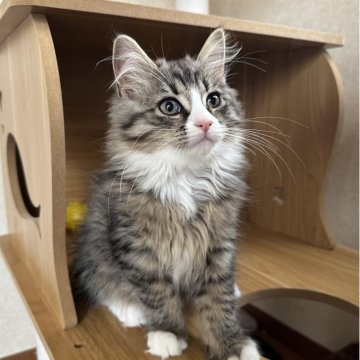 サイベリアン【千葉県・男の子・2025年8月17日・ブラウンタビー&ホワイト（フワフワ）】の写真「人懐こい男の子😊」