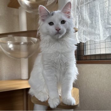 サイベリアン【千葉県・男の子・2025年7月3日・シルバータビー&ホワイトバン（ふわふわで触り心地最高😊）】の写真「大きくなる予感😊くっついて寝てくれます🥰」