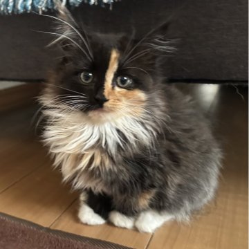 サイベリアン【千葉県・女の子・2025年8月17日・キャリコ(ふわふわ)】の写真「個性的なお顔🥰」