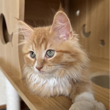 サイベリアン【千葉県・男の子・2025年8月17日・レッドタビー&ホワイト】の写真「元気いっぱい男の子☺️」